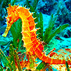 Alone seahorse puzzle