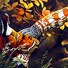 Beautiful pheasant in the jungle puzzle