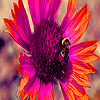 Bee and sunflower in garden  puzzle