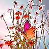 Butterfly in daisy field puzzle