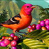 Colorful tropical bird puzzle