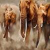 elephant family