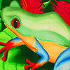 Frog with red eyes puzzle