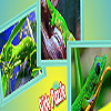 Green geckos in the woods puzzle