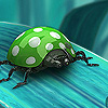 Green ladybug puzzle