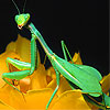 Green  mantis in the garden puzzle