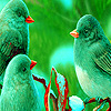 Green sparrows puzzle