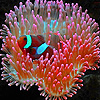 Little anemone fish puzzle