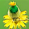 Little green head bird puzzle