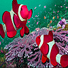 Pink clown fishes in the sea puzzle