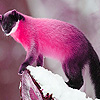 Pink mountain weasel puzzle