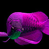 Purple ocean fish puzzle