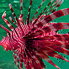 Red lionfishes puzzle