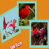 Scarlet ibis in the tropic island puzzle