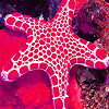 Sea star in the ocean puzzle