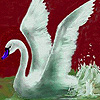 Swan swimming in the river puzzle