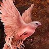 Sweet pink dove puzzle