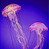 Transparent jellyfish in sea puzzle